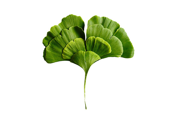 CHIẾT XUẤT LÁ BẠCH QUẢ