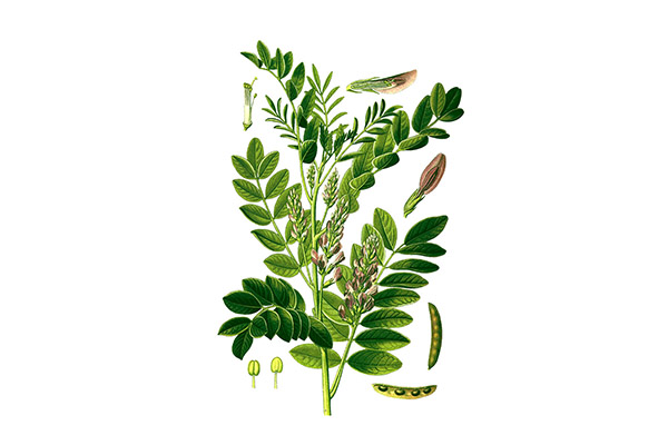 CHIẾT XUẤT CAM THẢO