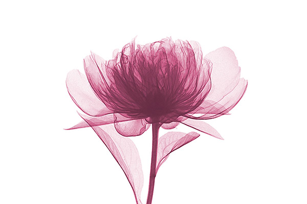 PHỨC HỢP OLINDUM