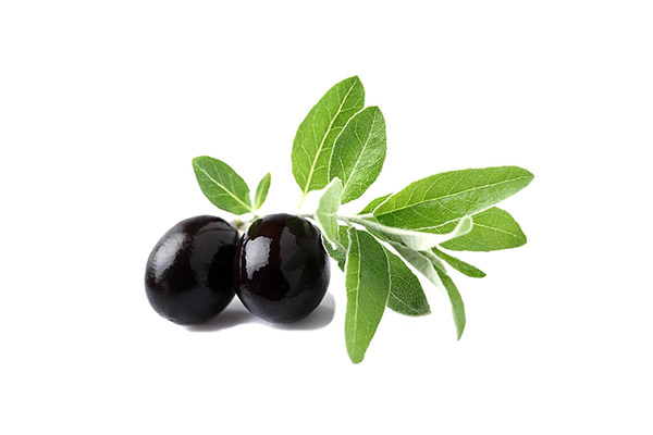 CHIẾT XUẤT LÁ OLIVE